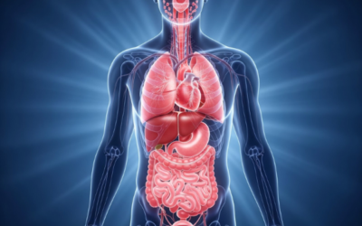 What Does a Whole Body MRI Actually Include? A Clear Guide to Your Internal Health Scan