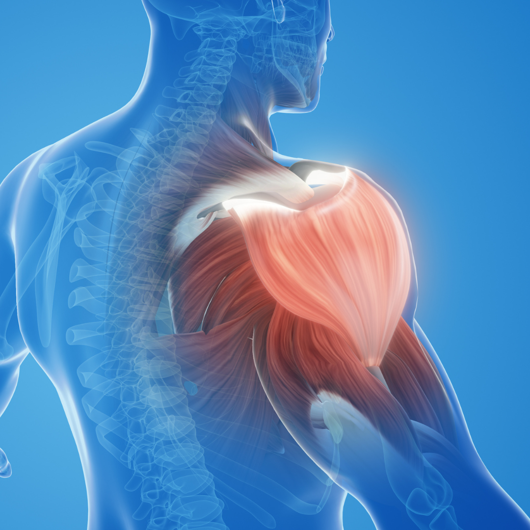 Shoulder MRI showing the rotator cuff and glenohumeral joint